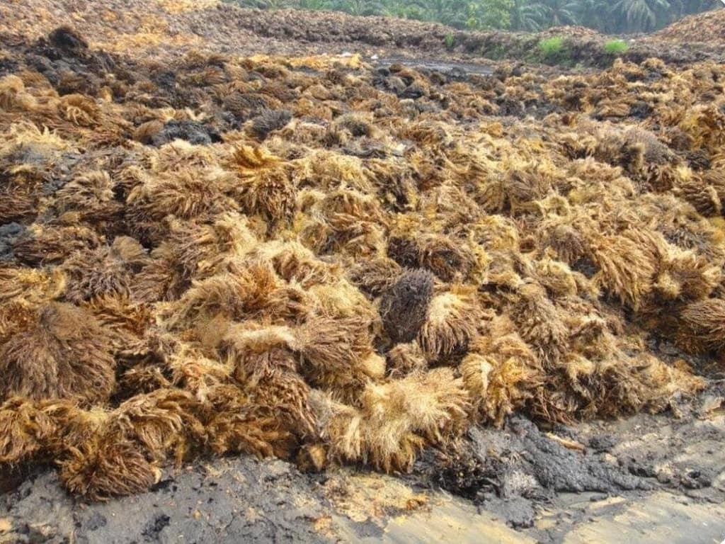 presswood pallet raw material Oil palm fruits