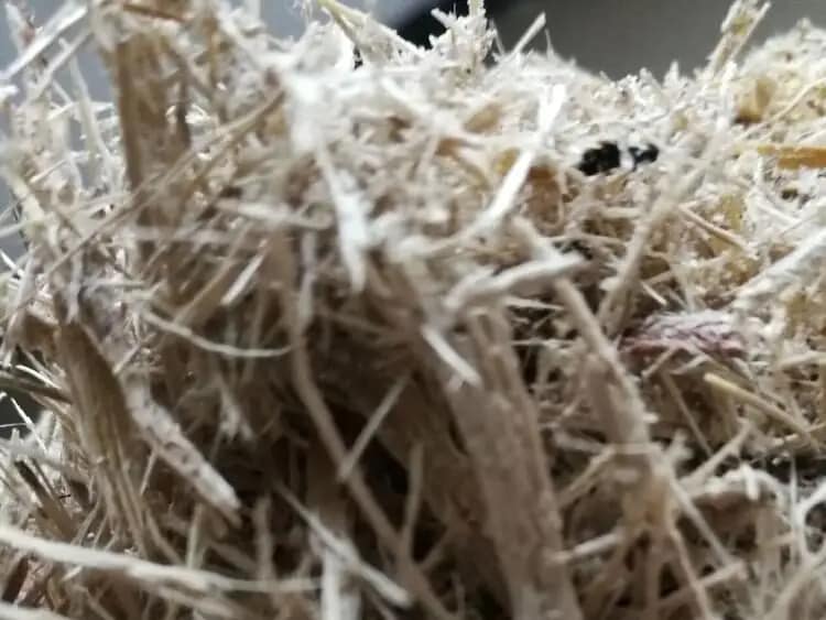 presswood pallet raw material Bagasse-Sugar cane